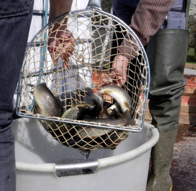 Forellenbesatz von der Fischzucht Graf aus Egg an der Günz.